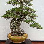 Budidaya Bonsai Seni Menghidupkan Pohon Panduan Lengkap untuk Pemula.