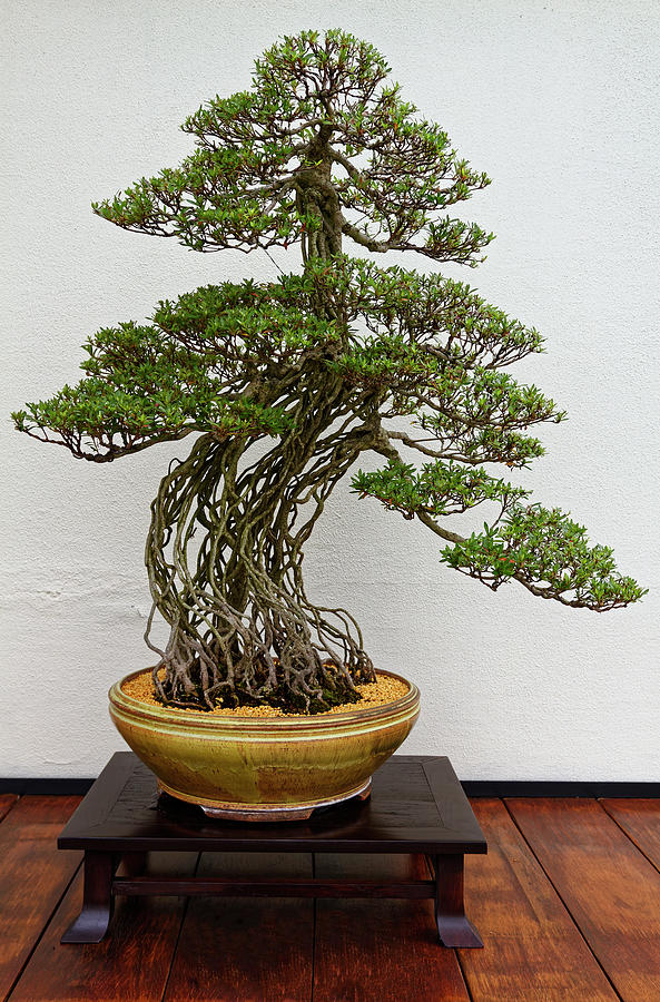 Budidaya Bonsai Seni Menghidupkan Pohon Panduan Lengkap untuk Pemula.